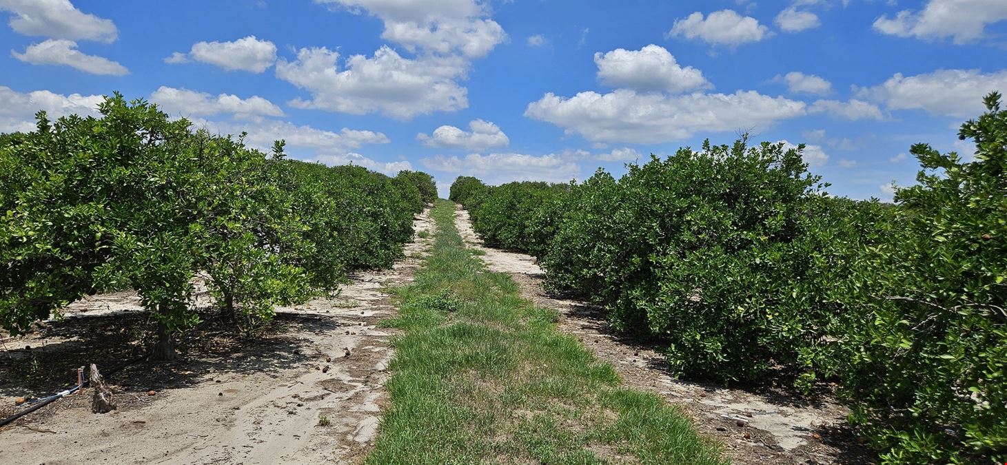 45 Acres – Valencia Grove with 10” Well in Polk County, FL