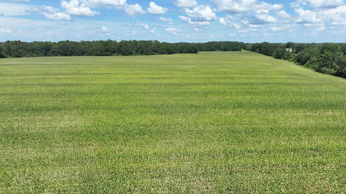 Graceville Duck Pond Farmland