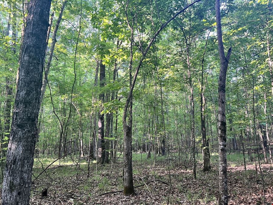 Mt. Willing Reserve
