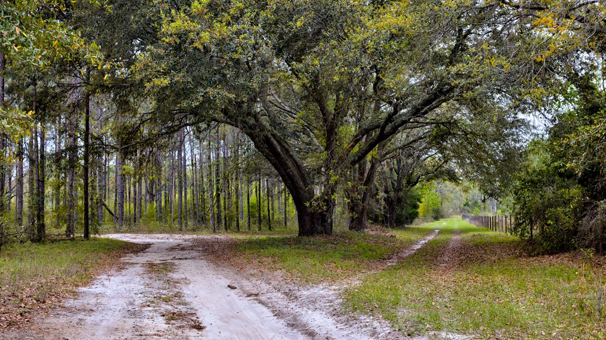 Brooks County Timberland