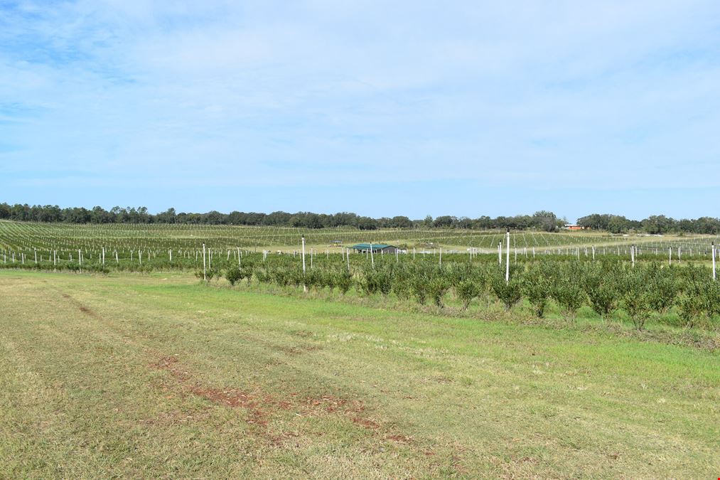 Citrus County Blueberry Farms