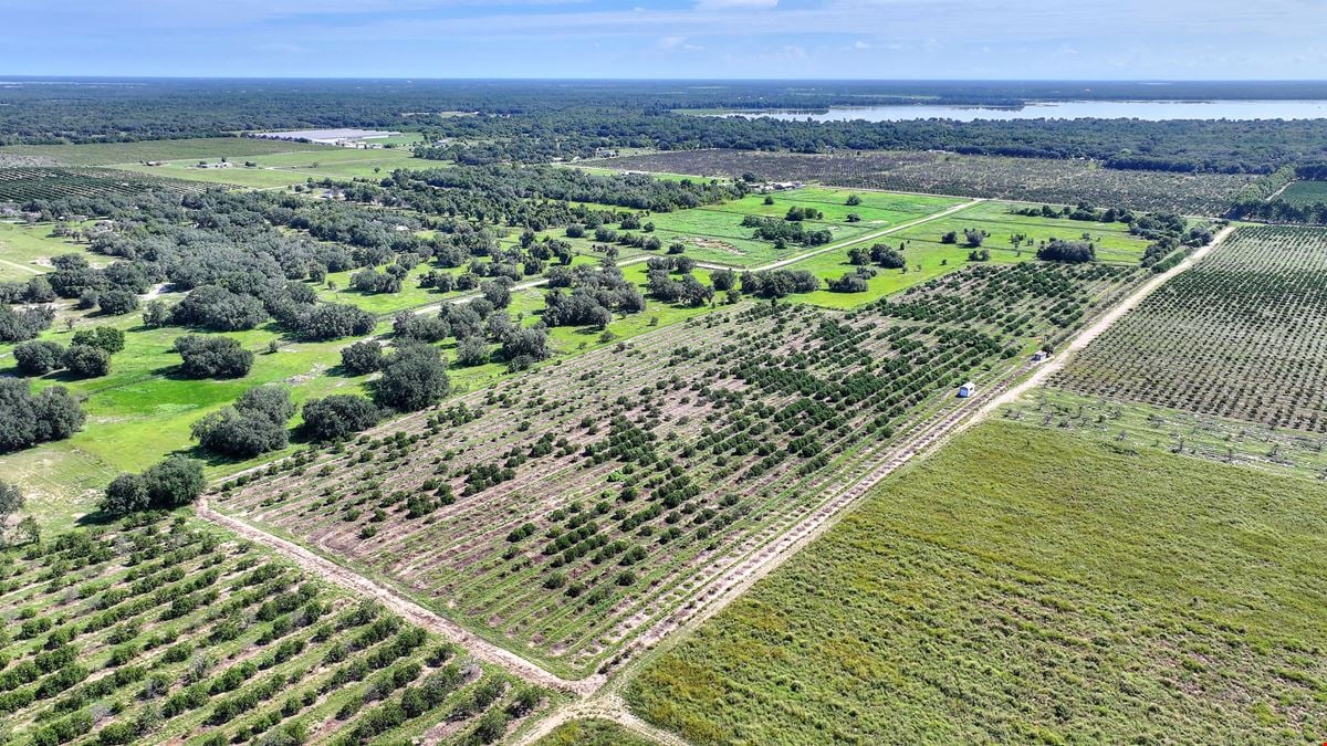 St. Helena Road 20 Acre Grove