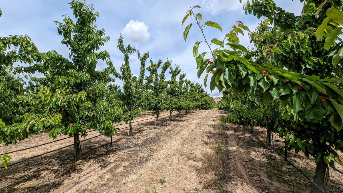 Benton Acord Orchard