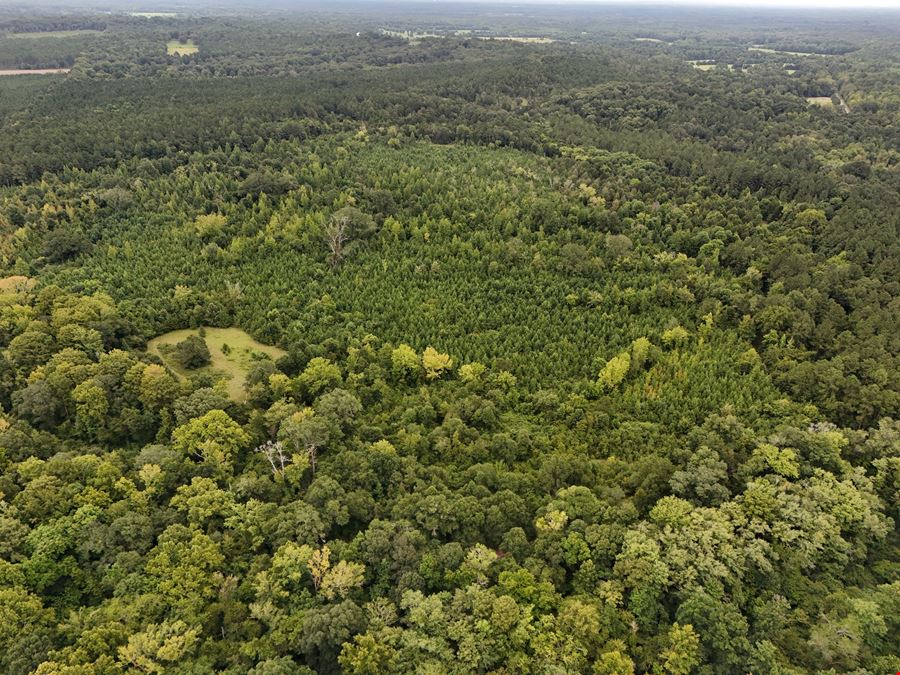 Craig Hill Hunting & Timber Tract
