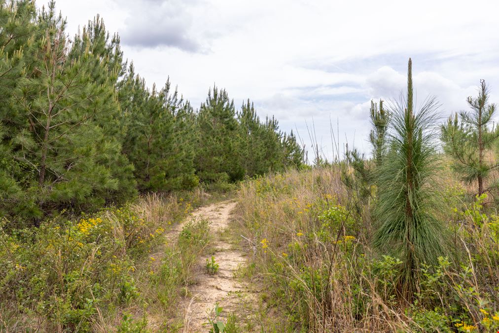 Buck Creek Hunting Property