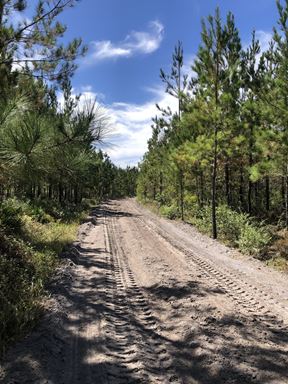 Hilliard Transitional Timberland South Tract