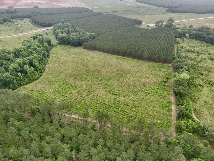 Searcy Branch Timber and Rec
