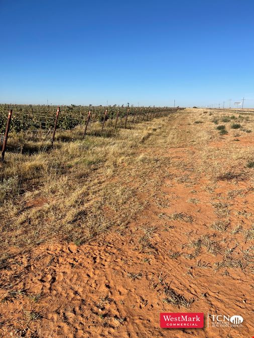 105.21 Acre Hockley Co., TX Vineyard & Development Land