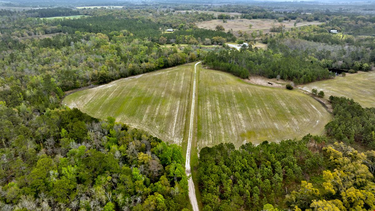 Brooks County Timberland