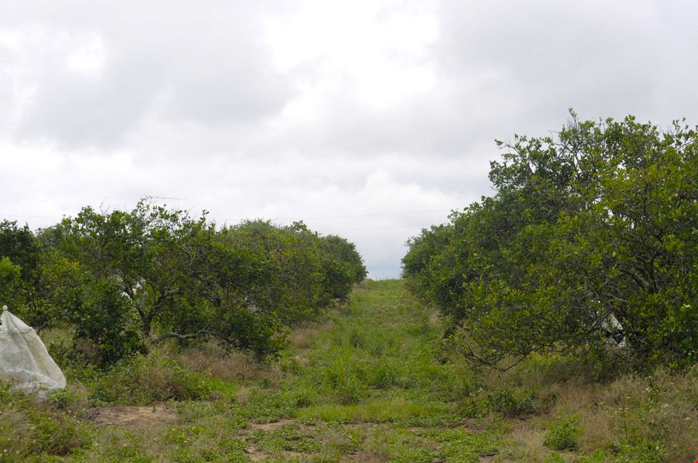 Avon Park 10 Acre Grove