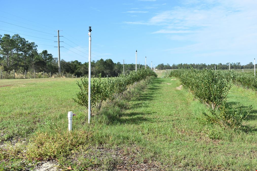 Citrus County Blueberry Farms