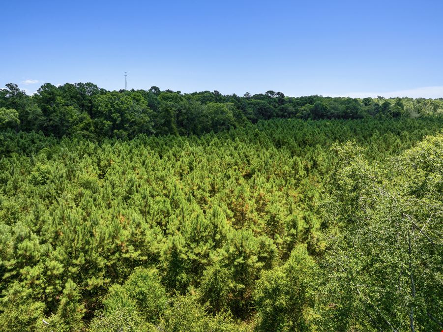 Withlacoochee River Timber and Hunting