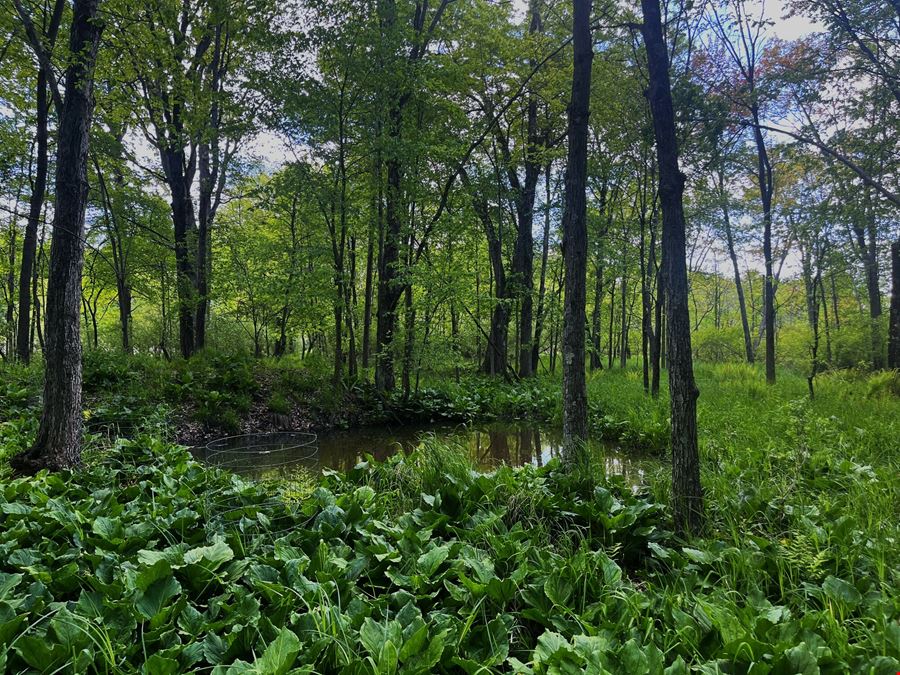 31.4 Acres of Private Recreational Land – Grass Lake/Sharon Township