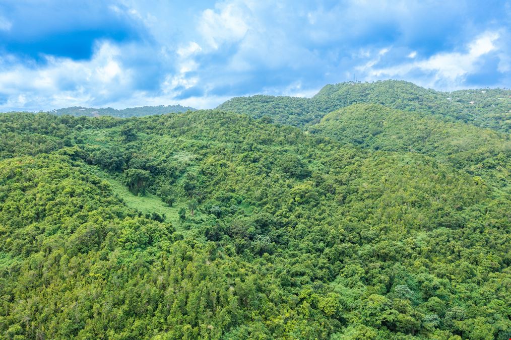 Vacant Lands Consisting 78 Cuerdas with Ocean Views in Ceiba - FOR SALE
