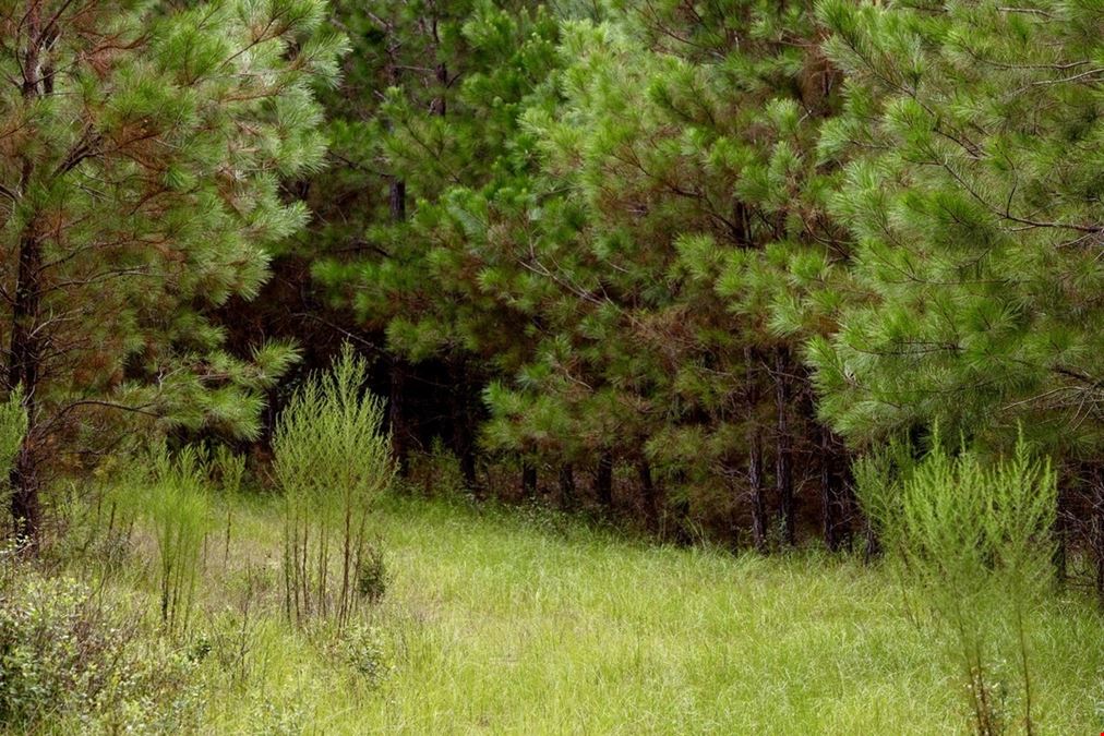 Buck Creek Whitetail Haven