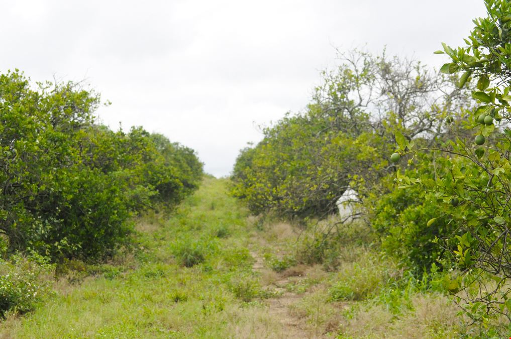 Avon Park 10 Acre Grove