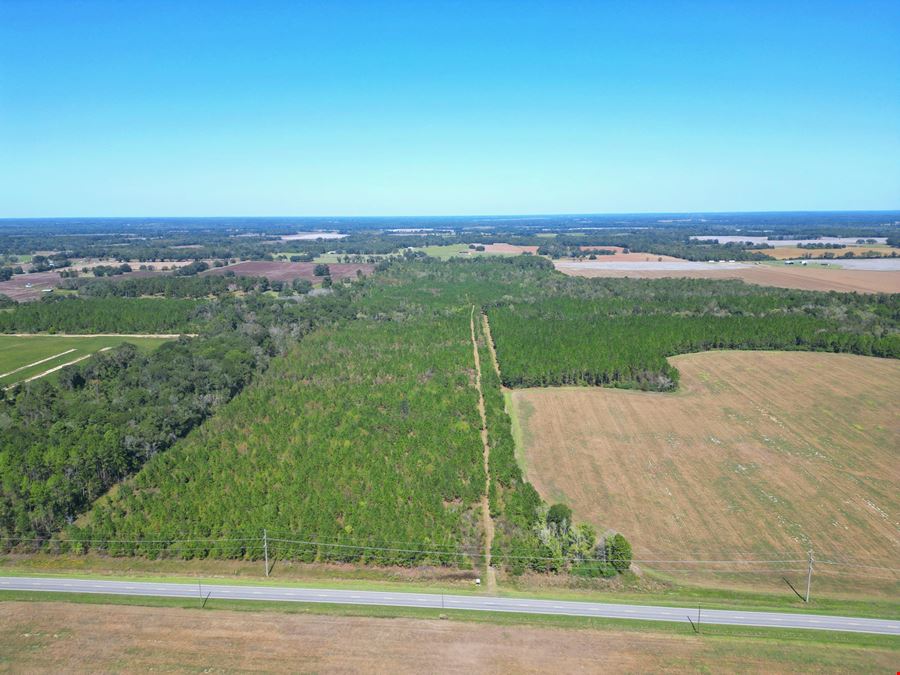 101± Acre Timber Investment with Slash Pine, Hardwoods & Hunting Near Graceville