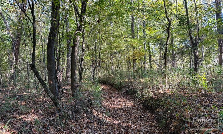 ±120.19-Acre Timber & Recreational Tract Available | Winnsboro, SC