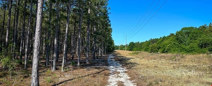 ±108-Acre Timber & Recreational Tract | Edmund, SC