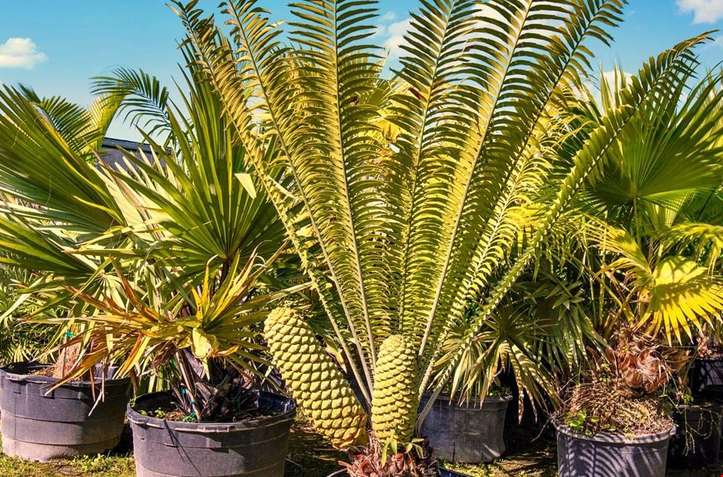 Nursery Plants & Trees - Asset Sale Only