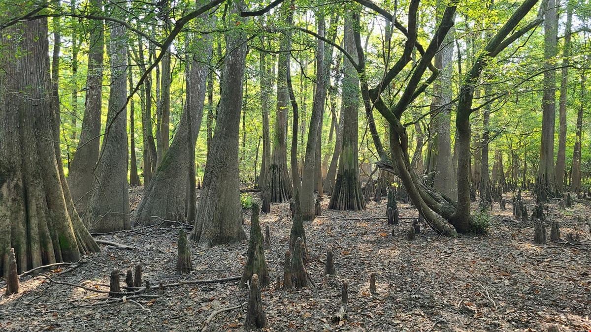 Austill Ferry Tract