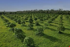 Stanley’s Mangos Business & Farms