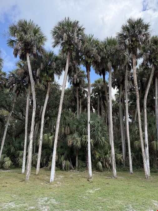 Palm Hammock Preserve