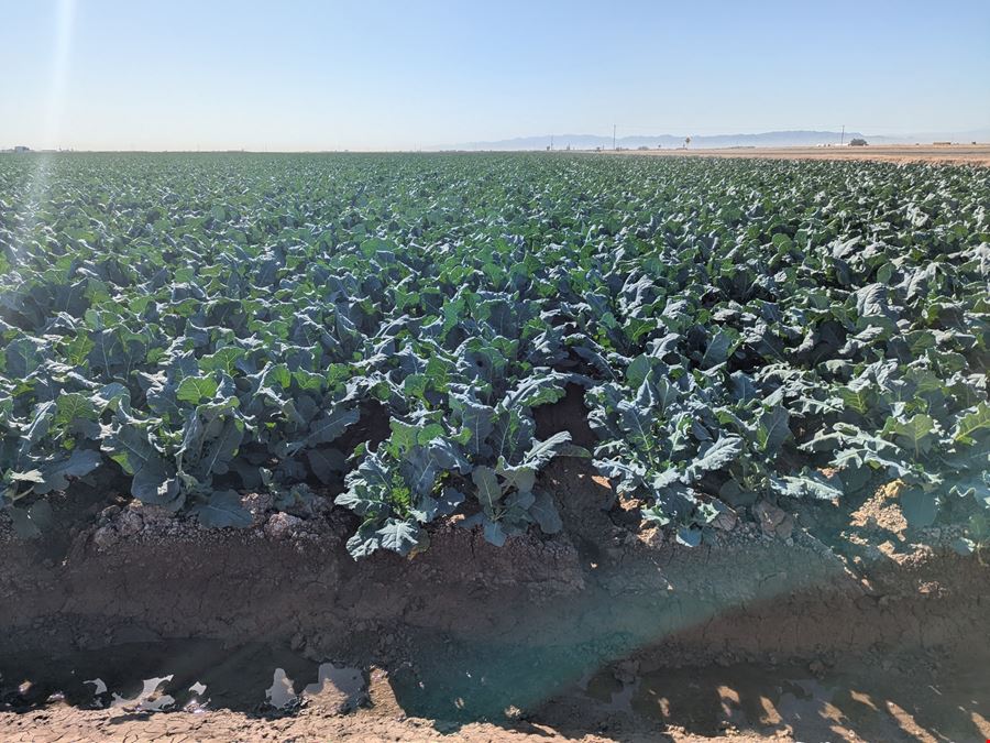 Spreckels Sugar