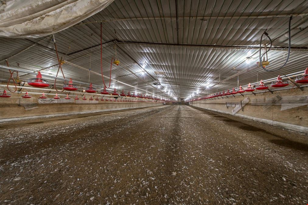 Mena AR Broiler Chicken Farm