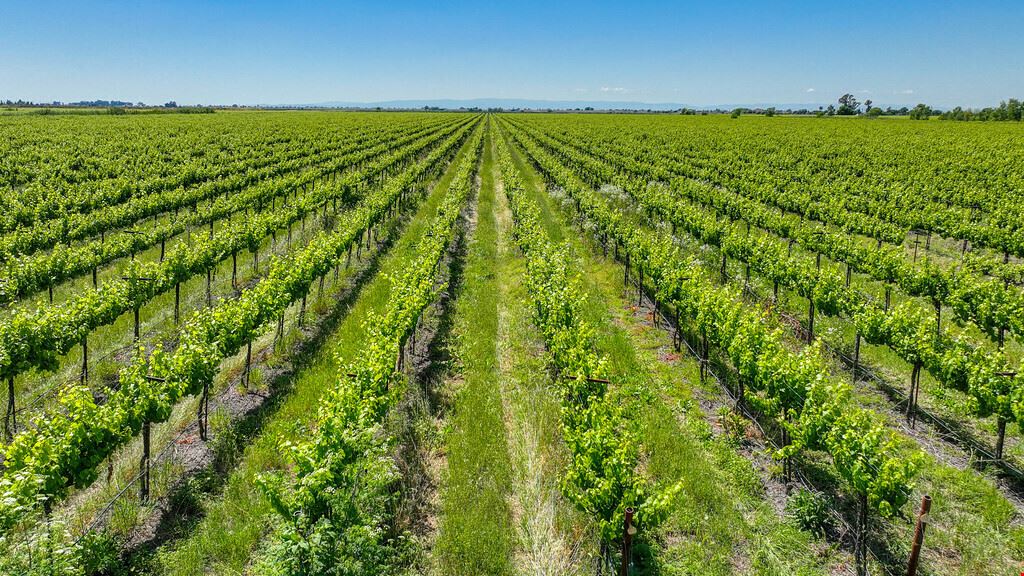 Clarksburg Vineyard Land