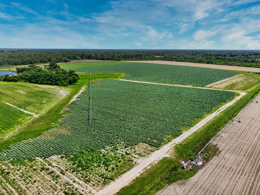 Ellenton Irrigated Farm