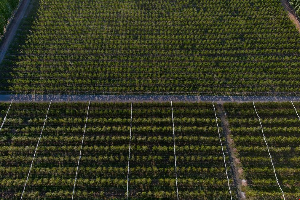 Benton Acord Orchard