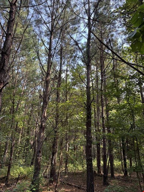 Big Fourche Hunting & Timber