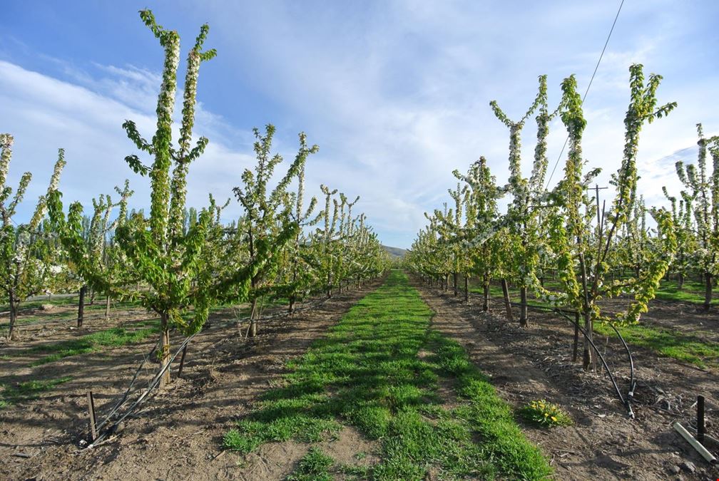 Benton Acord Orchard