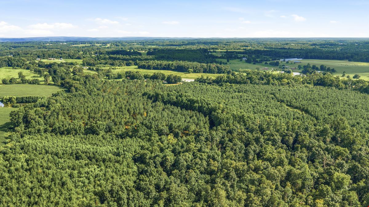 Richey Timber 40 Acres