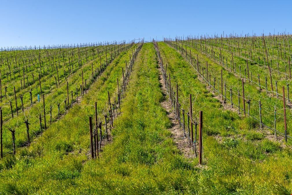 Vineyard in San Miguel