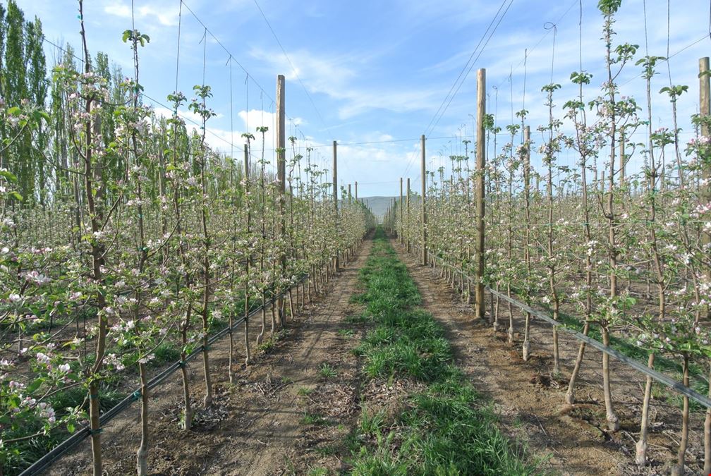 Benton Acord Orchard