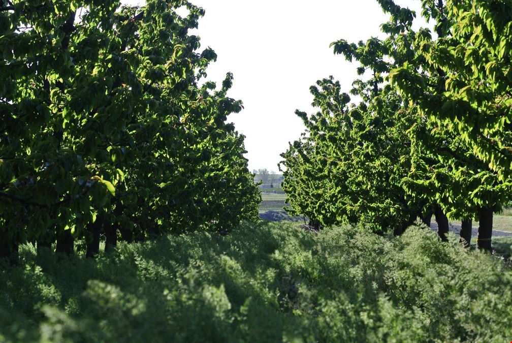 Benton Acord Orchard