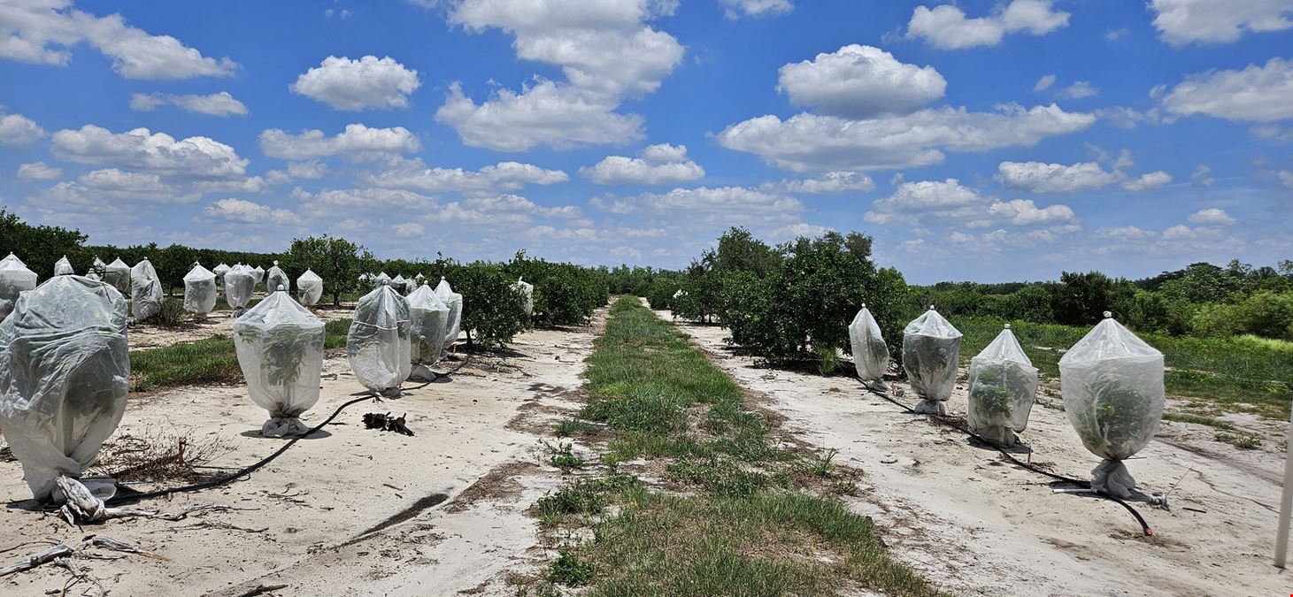45 Acres – Valencia Grove with 10” Well in Polk County, FL