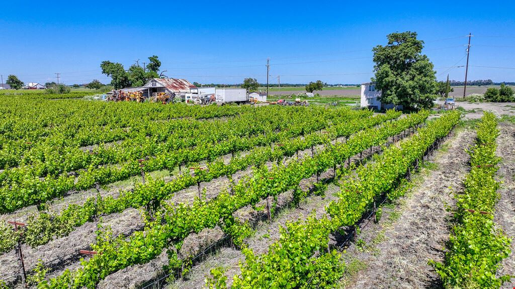 Clarksburg Vineyard Land