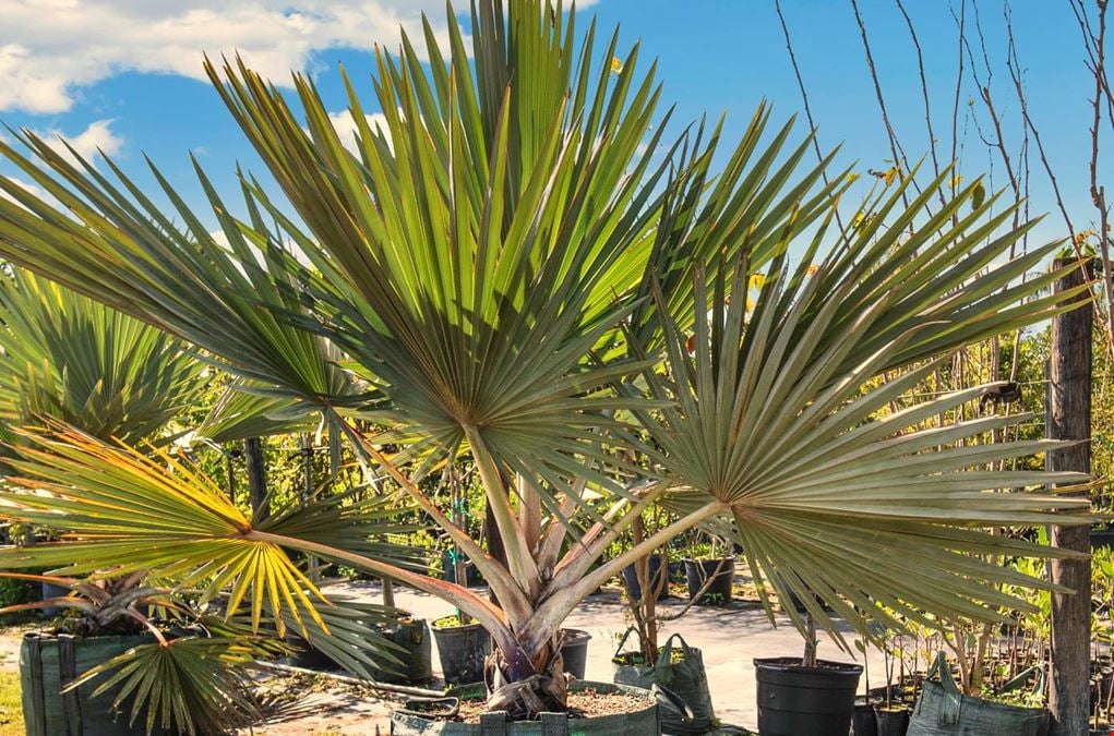 Nursery Plants & Trees - Asset Sale Only