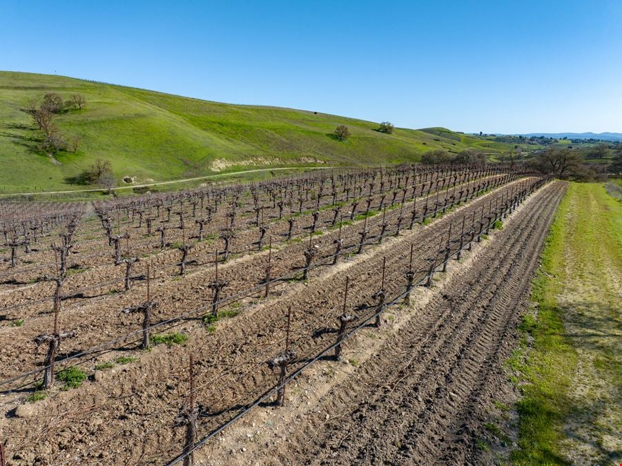 Vineyard in San Miguel