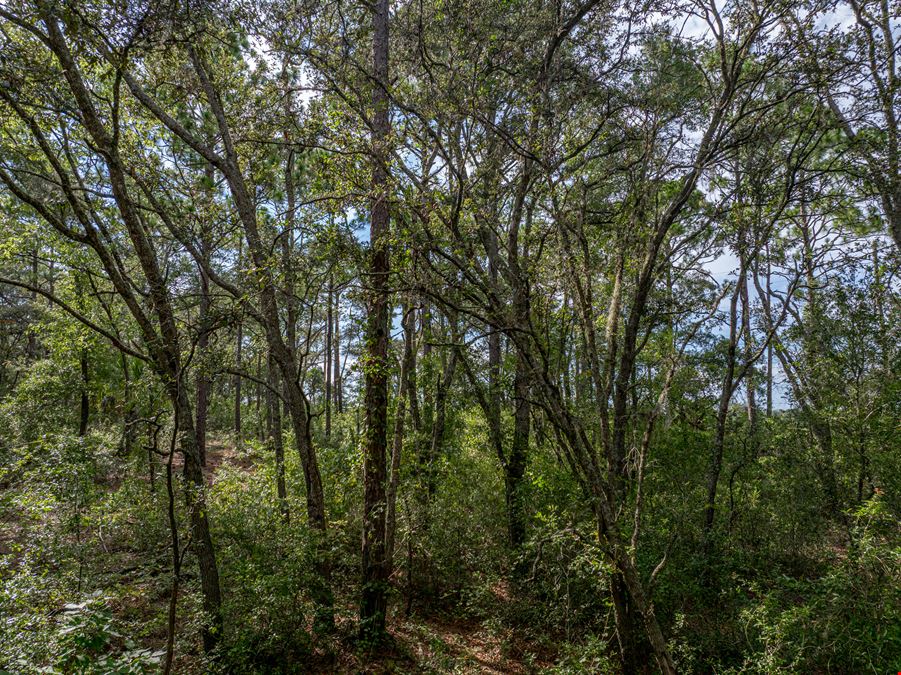 Floral City 205 Acres