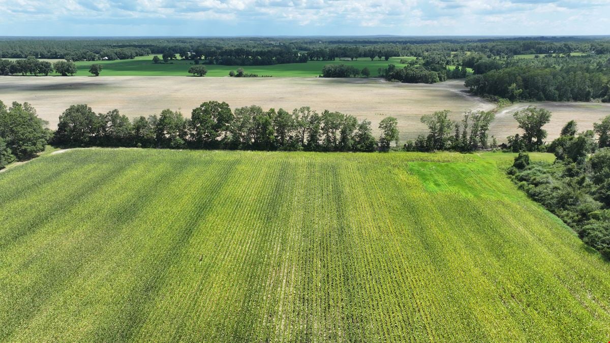 Graceville Duck Pond Farmland