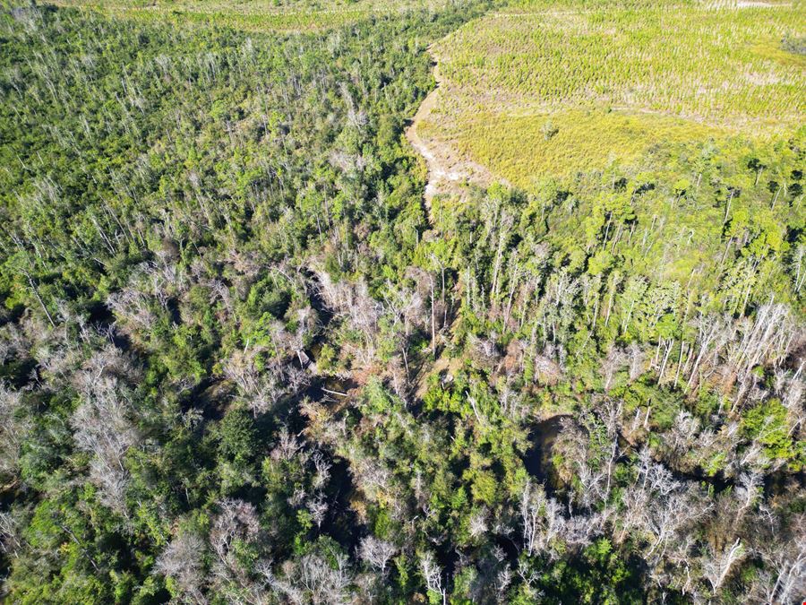 202 Acres in Northwest Florida –Timber, Hunting & Coastal Access