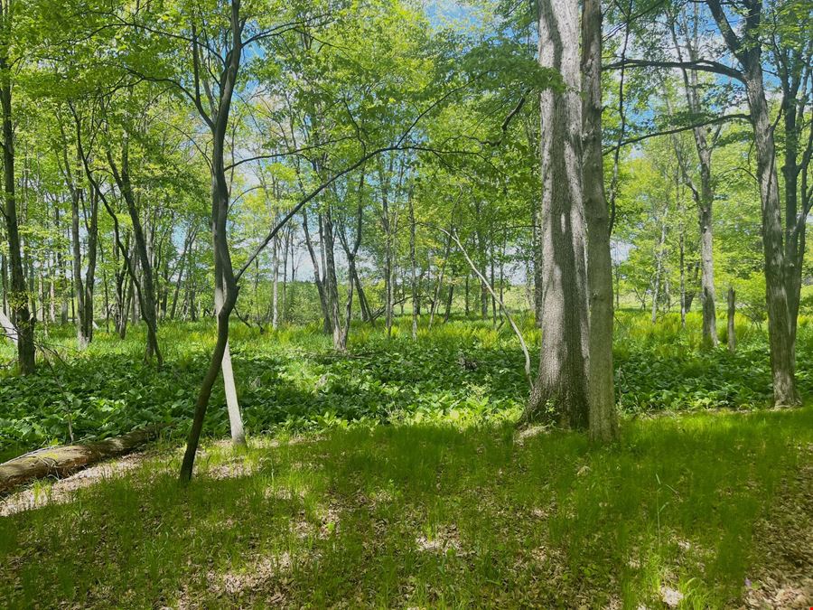 31.4 Acres of Private Recreational Land – Grass Lake/Sharon Township