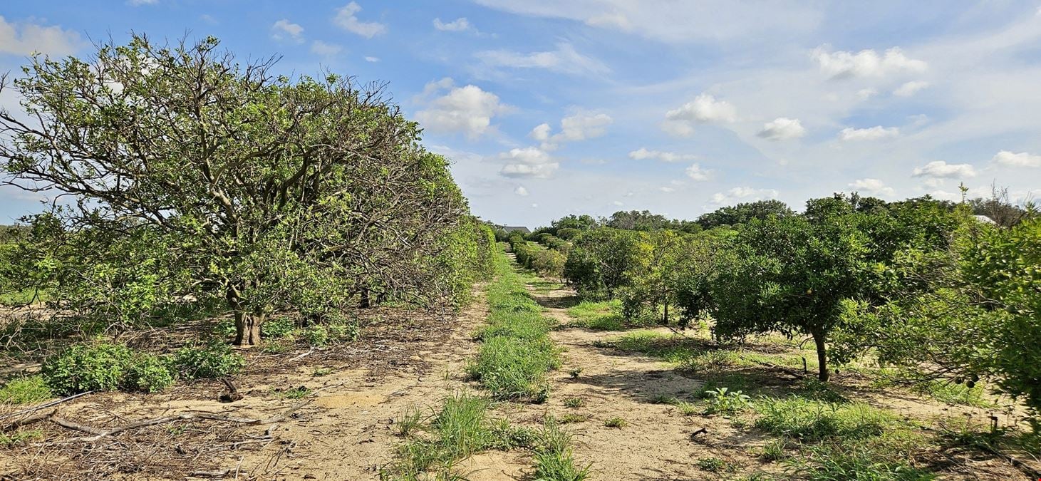 Turnkey 30-Acre Citrus Grove – Sugar Belle & Tangelo Fruit, Polk County, FL