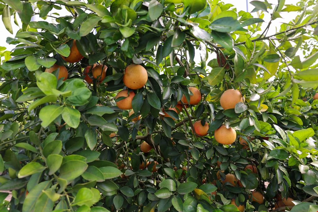 Florida Rubies Agricultural Investment Property