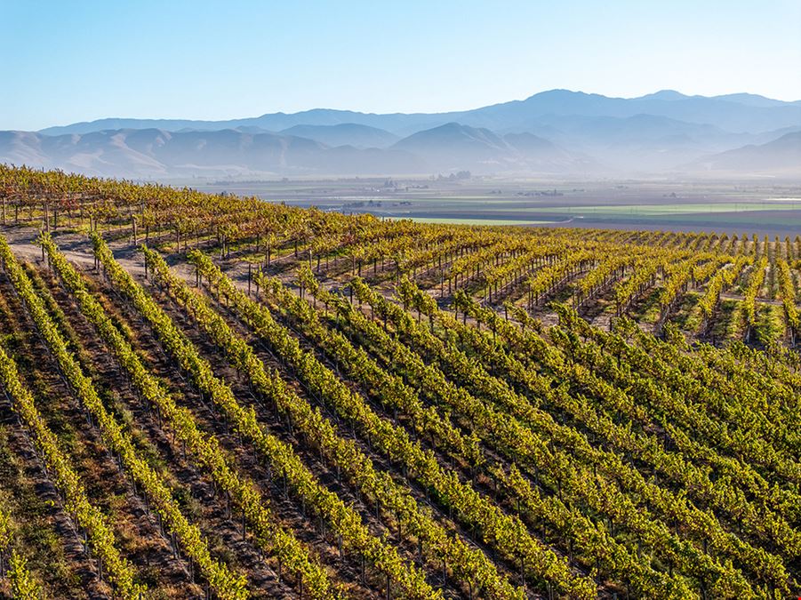 Sales Ranch Vineyard