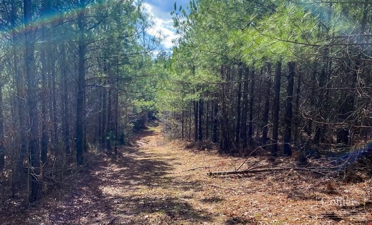 ±140-Acre Timber & Recreational Tract | Ridgeway, SC